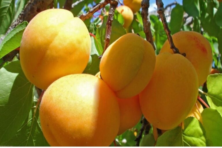 Manfaat Buah Aprikot