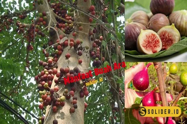 Manfaat Buah Ara