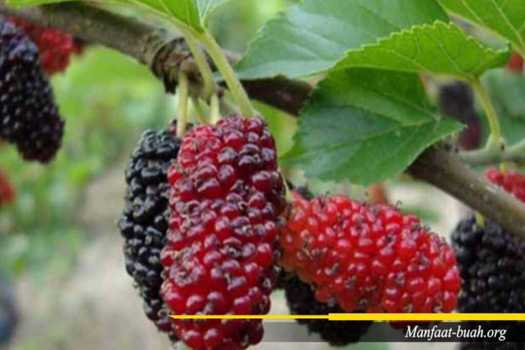 Manfaat Buah Arbei