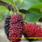 Manfaat Buah Arbei