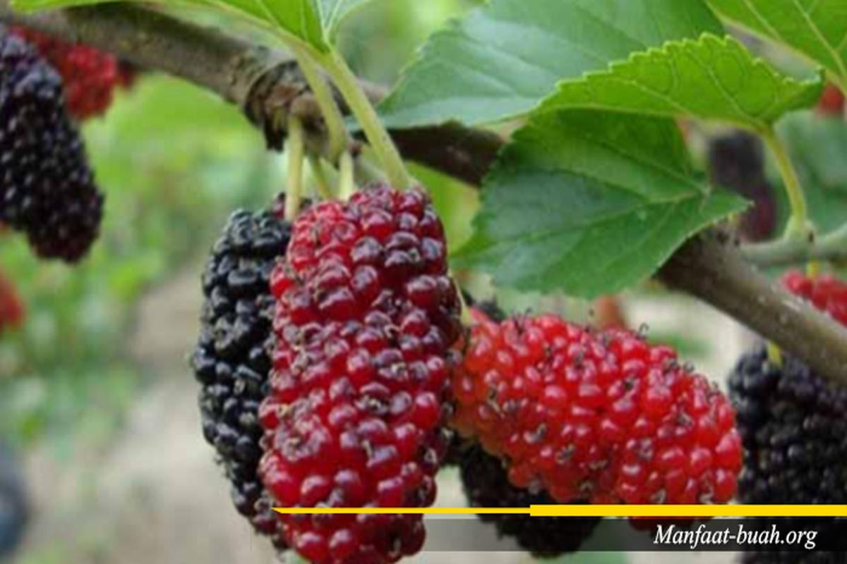 Manfaat Buah Arbei