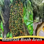 Manfaat Buah Aren