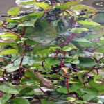 Manfaat Buah Binahong Merah