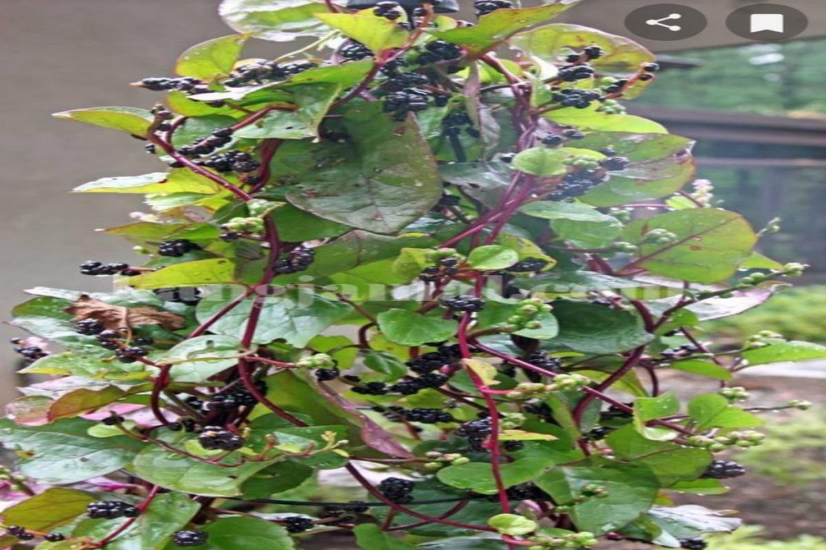Manfaat Buah Binahong Merah