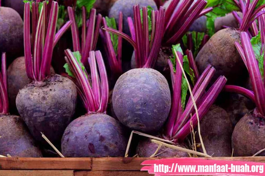 Manfaat Buah Bit