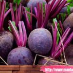 Manfaat Buah Bit