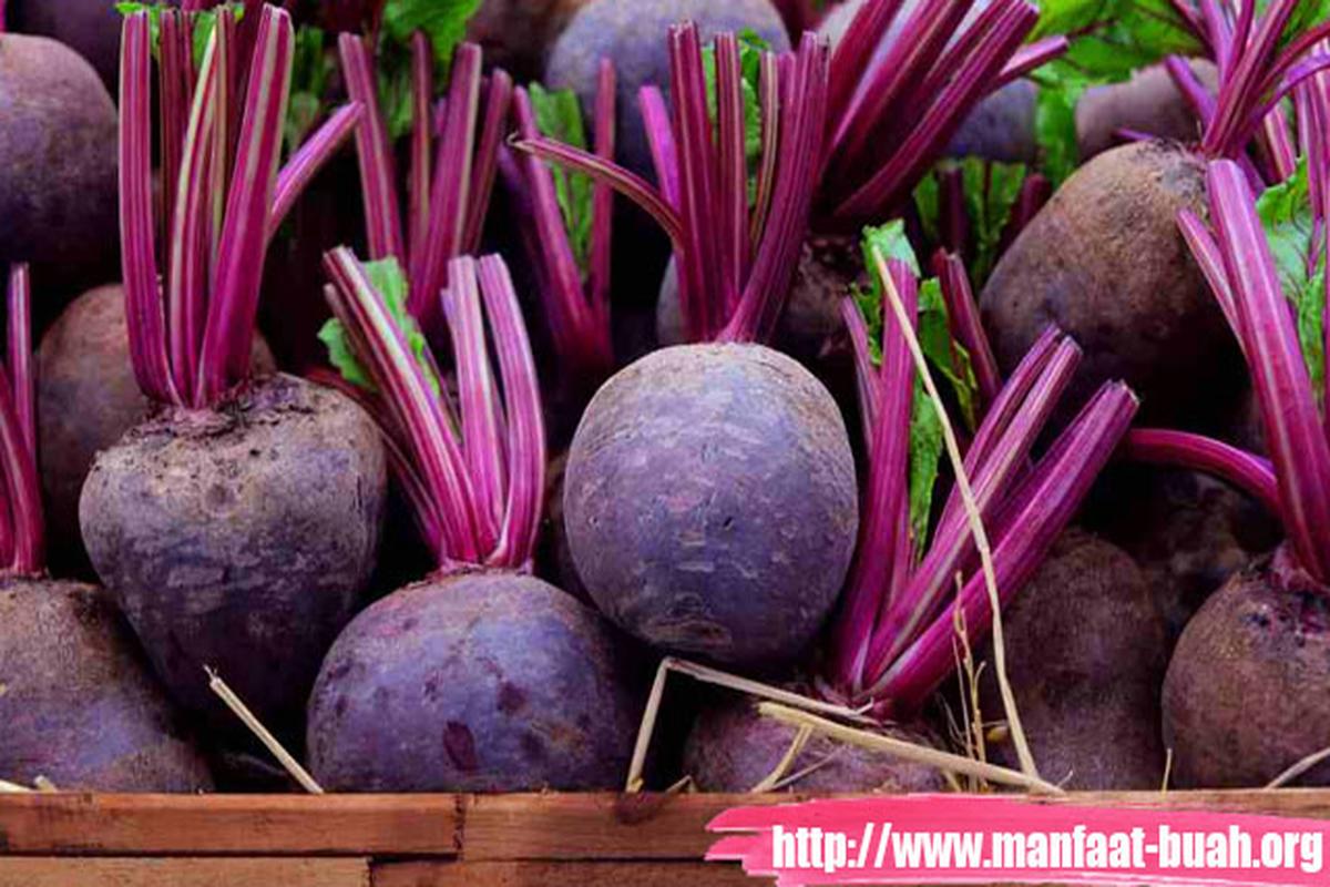 Manfaat Buah Bit