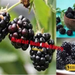 Manfaat Buah Blackberry