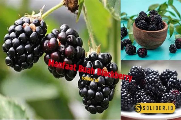 Manfaat Buah Blackberry