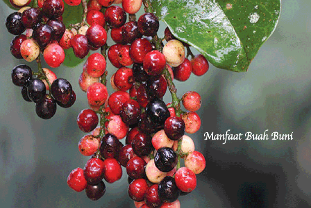 Manfaat Buah Buni