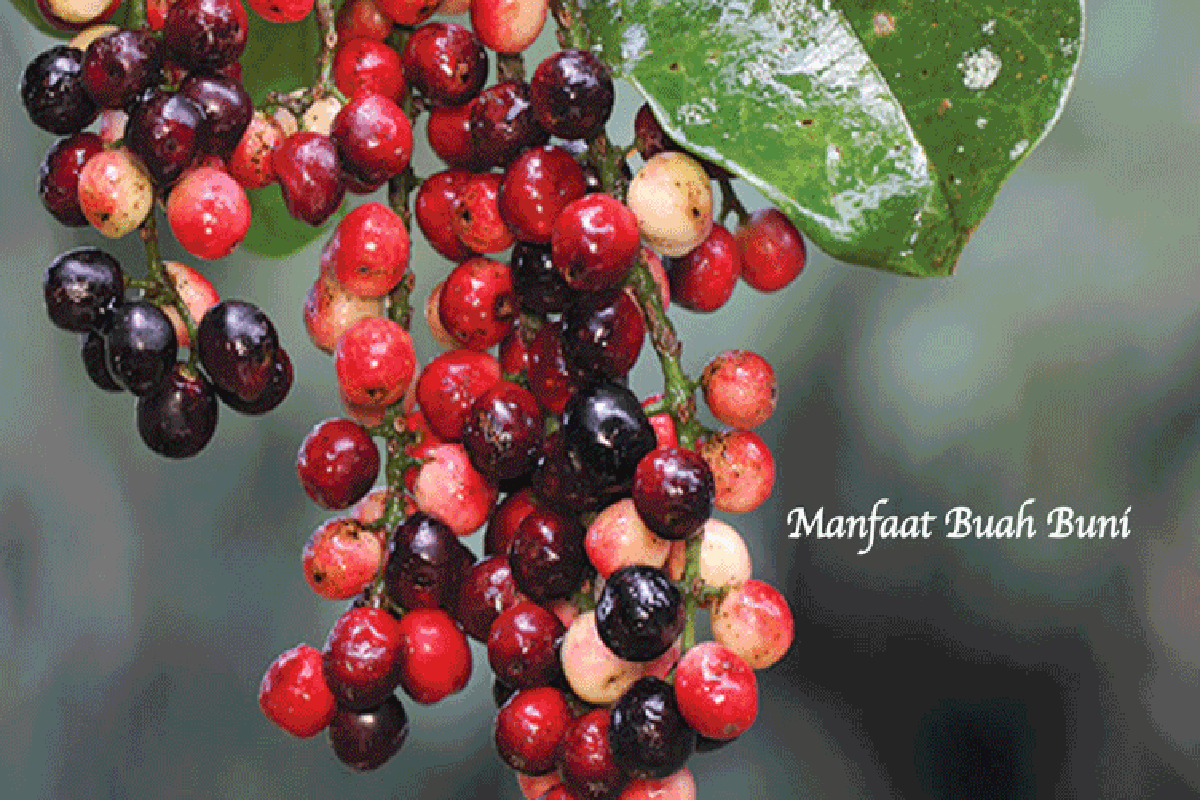 Manfaat Buah Buni
