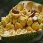 Manfaat Buah Cempedak