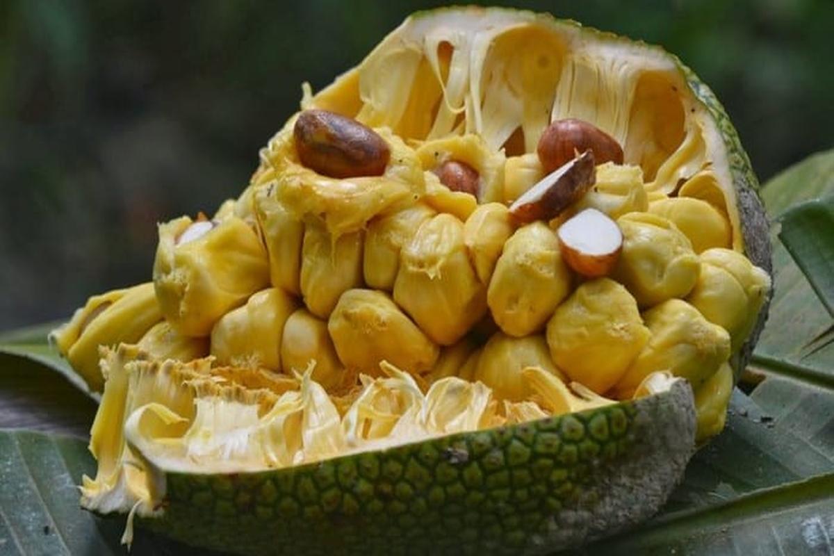 Manfaat Buah Cempedak