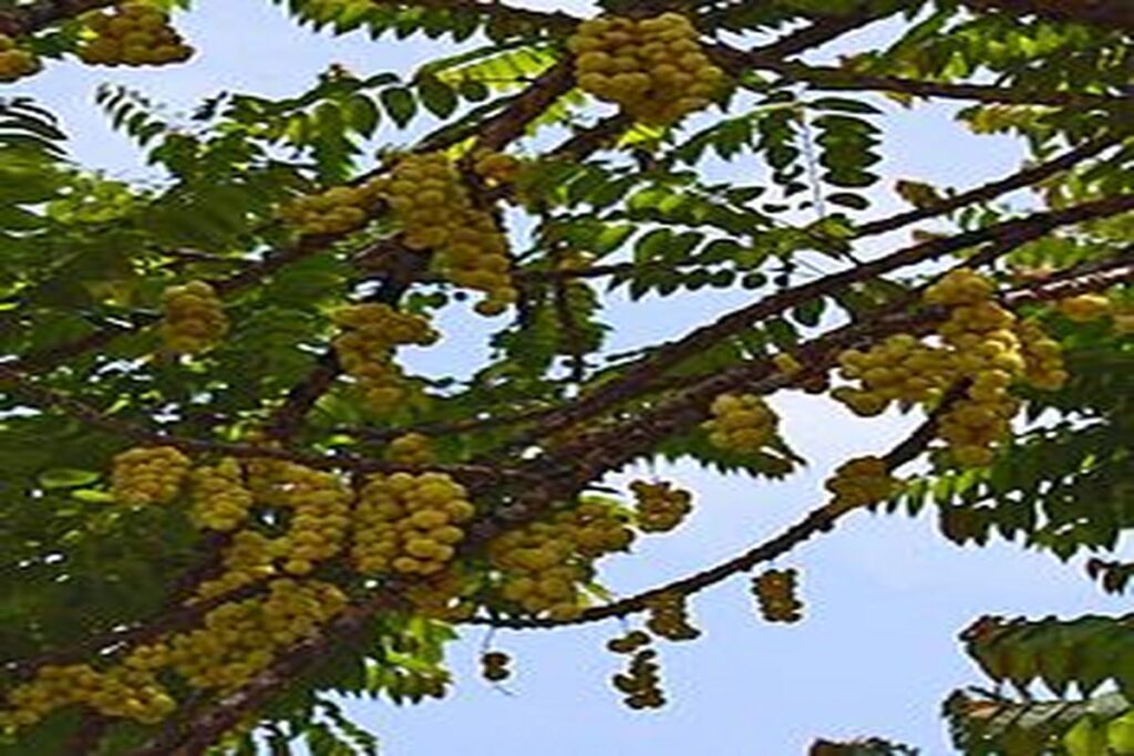 Manfaat Buah Ceremai