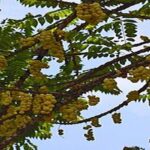 Manfaat Buah Ceremai