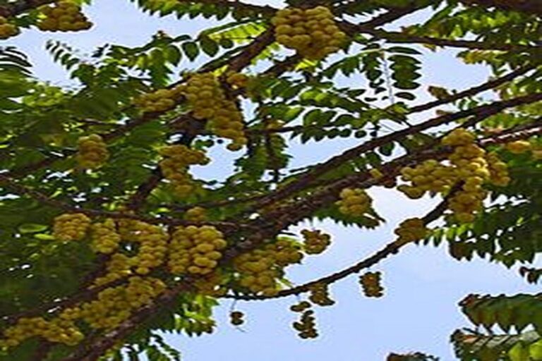 Manfaat Buah Ceremai
