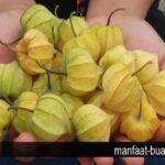 Manfaat Buah Ciplukan