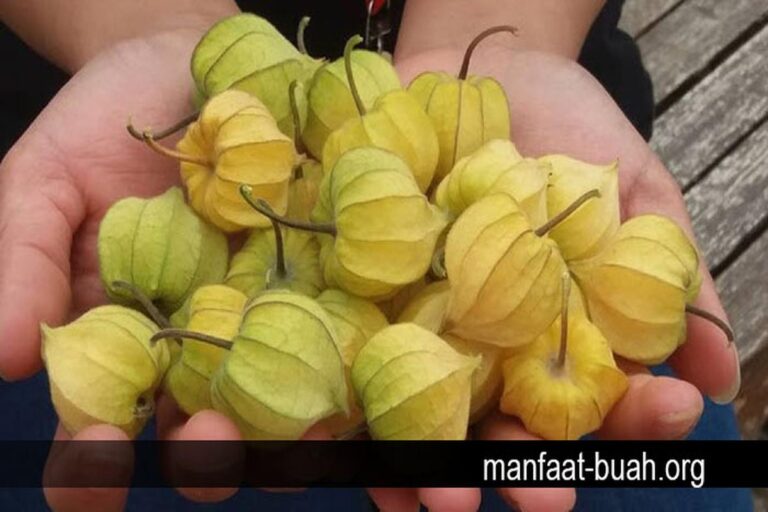 Manfaat Buah Ciplukan