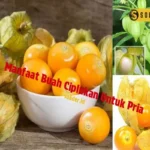 Manfaat Buah Ciplukan Untuk Pria