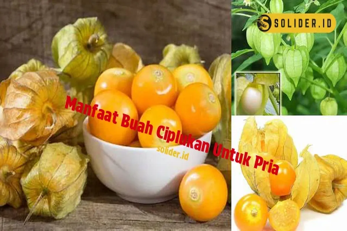 Manfaat Buah Ciplukan Untuk Pria
