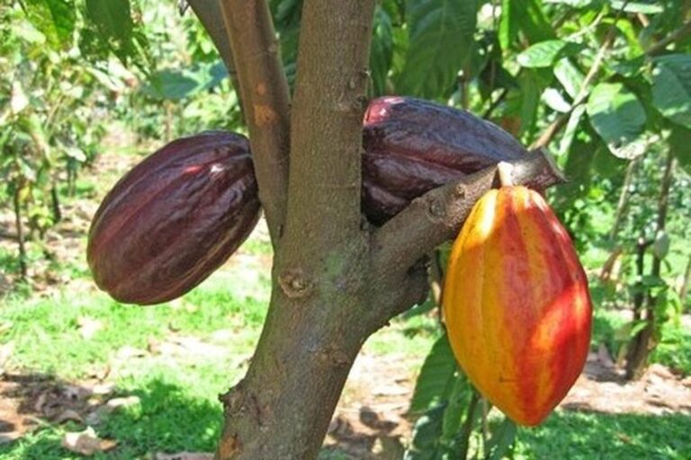 Manfaat Buah Coklat