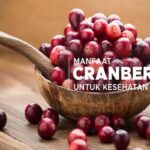 Manfaat Buah Cranberry