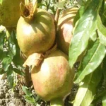 Manfaat Buah Delima Putih