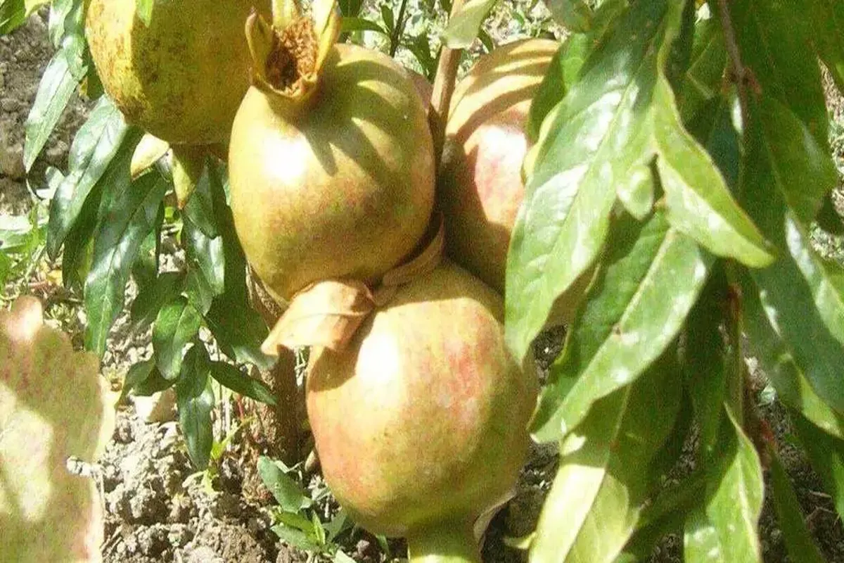 Manfaat Buah Delima Putih