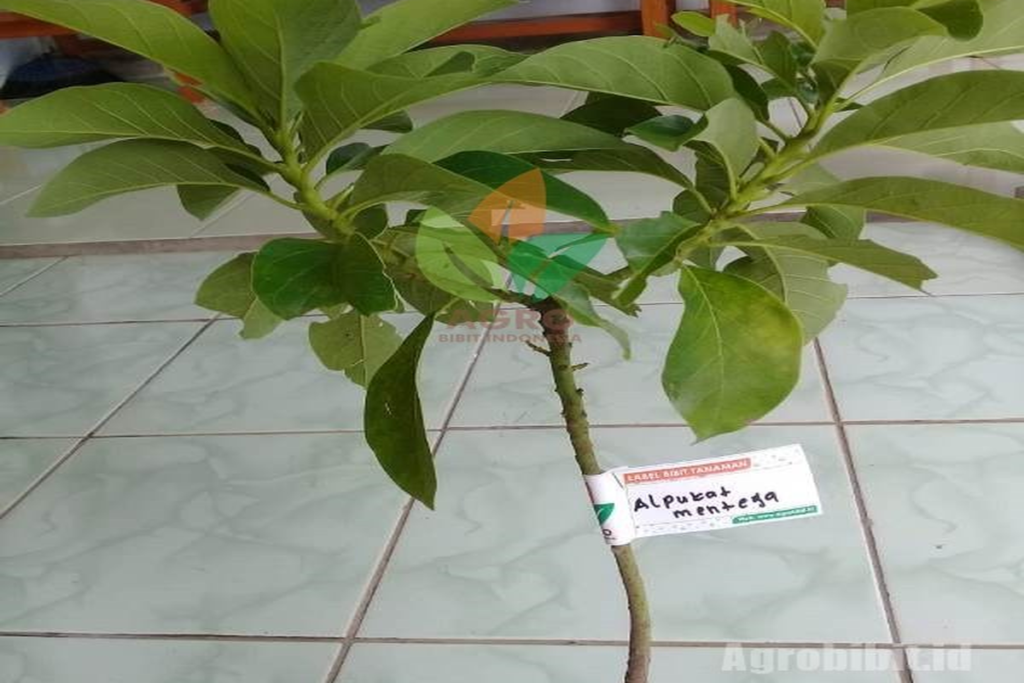 Manfaat Buah Dewandaru