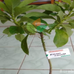 Manfaat Buah Dewandaru