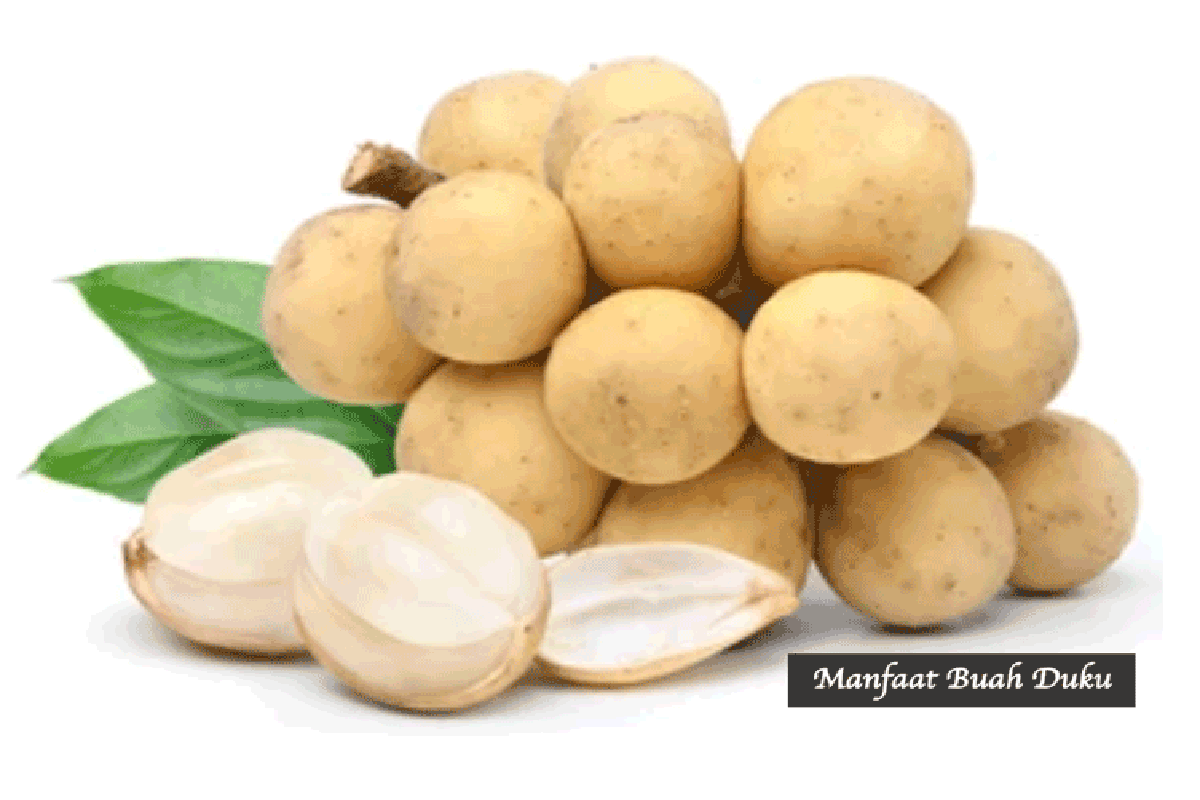 Manfaat Buah Duku Untuk Kesehatan