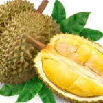 Manfaat Buah Durian Bagi Tubuh