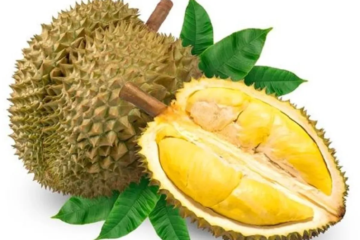 Manfaat Buah Durian Bagi Tubuh