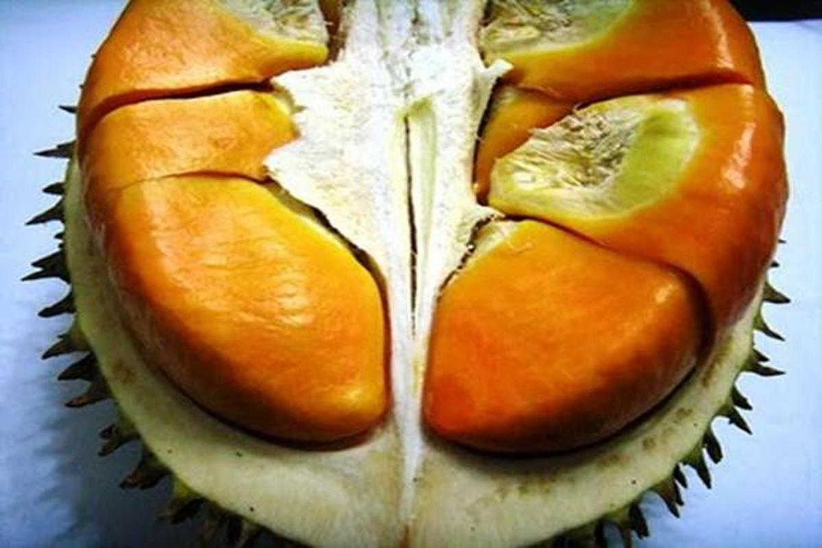 Manfaat Buah Elai