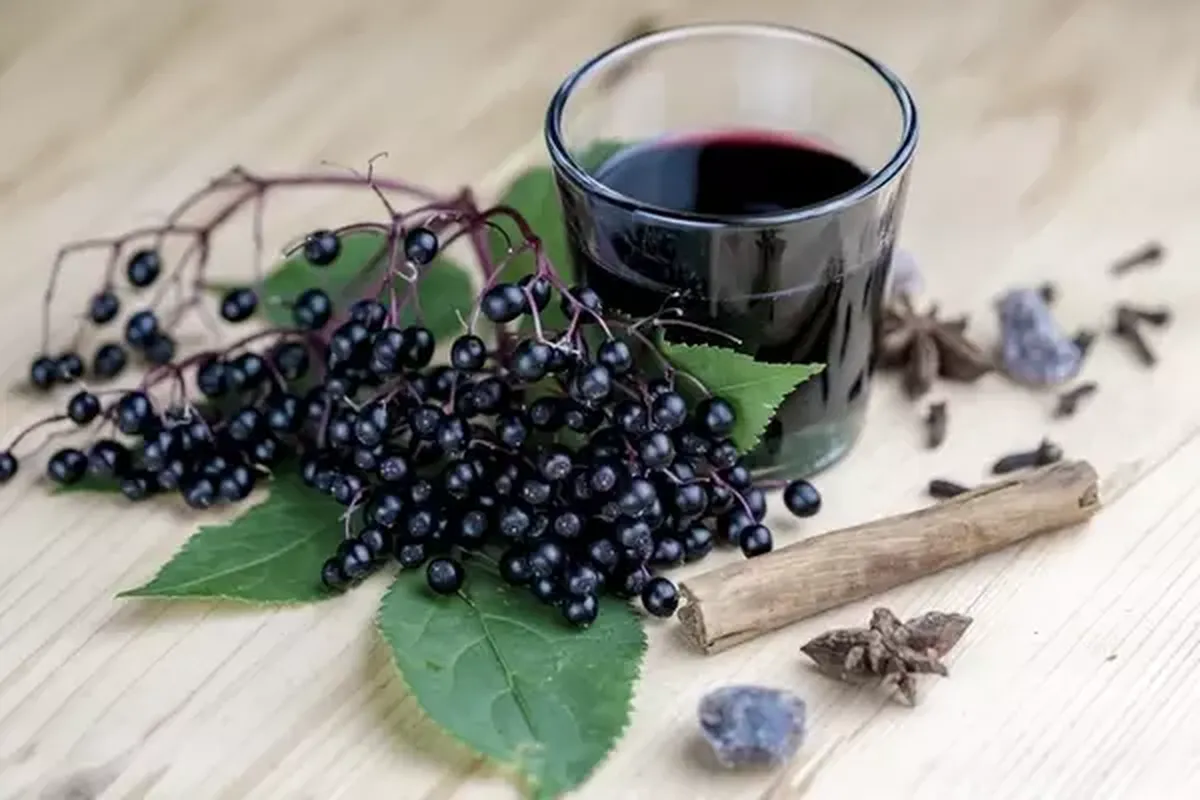 Manfaat Buah Elderberry