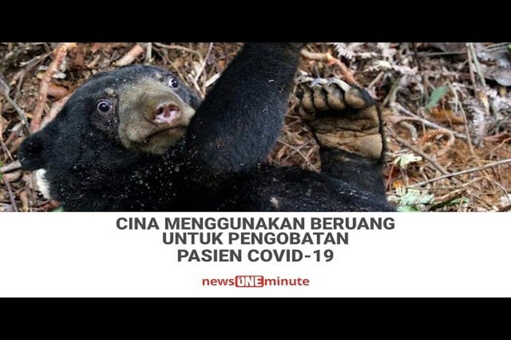 Manfaat Buah Empedu Beruang