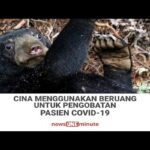 Manfaat Buah Empedu Beruang