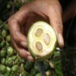 Manfaat Buah Enau