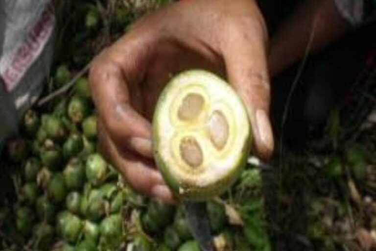 Manfaat Buah Enau