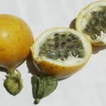 Manfaat Buah Erbis