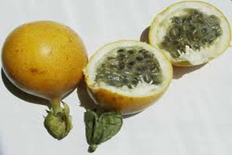 Manfaat Buah Erbis