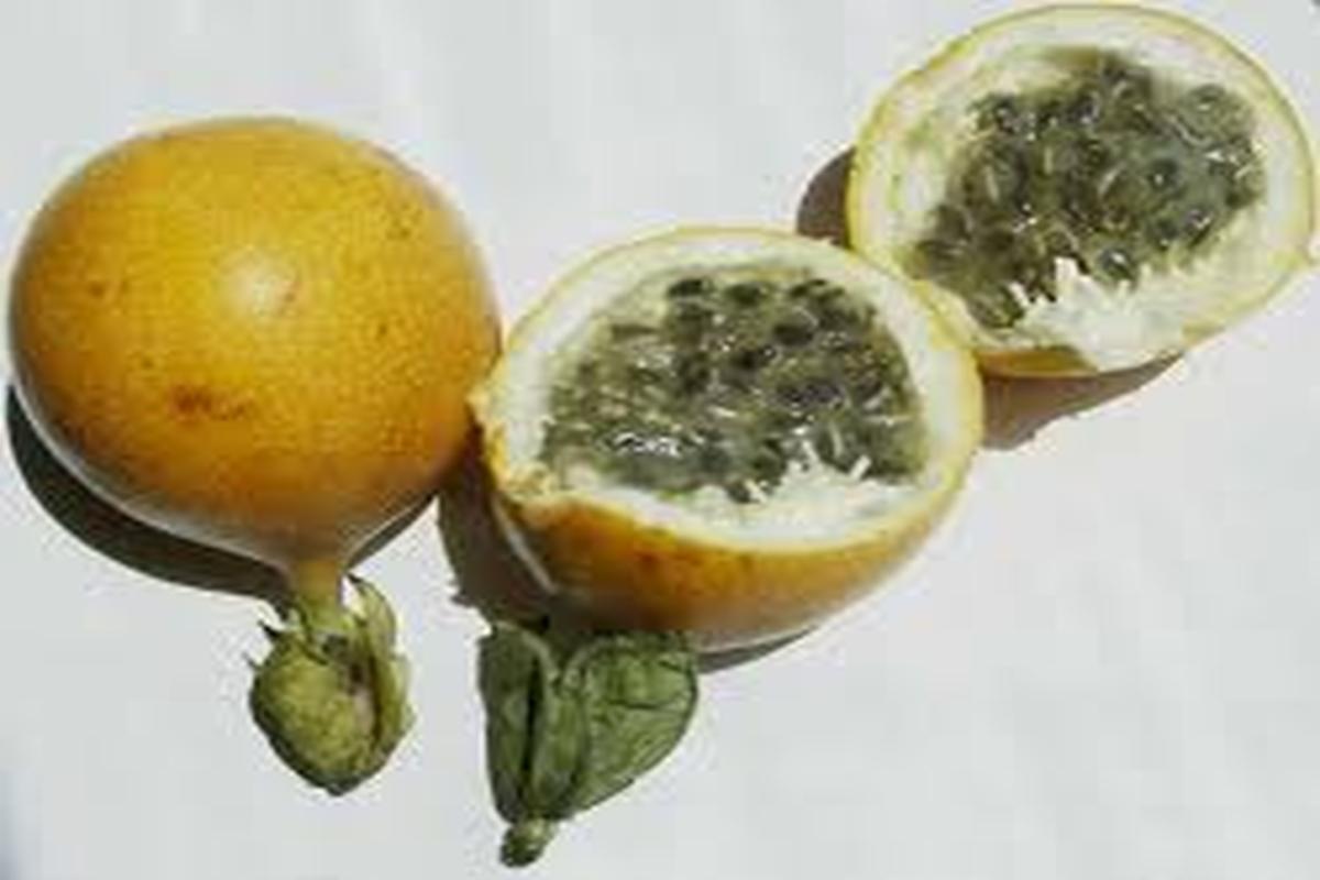 Manfaat Buah Erbis
