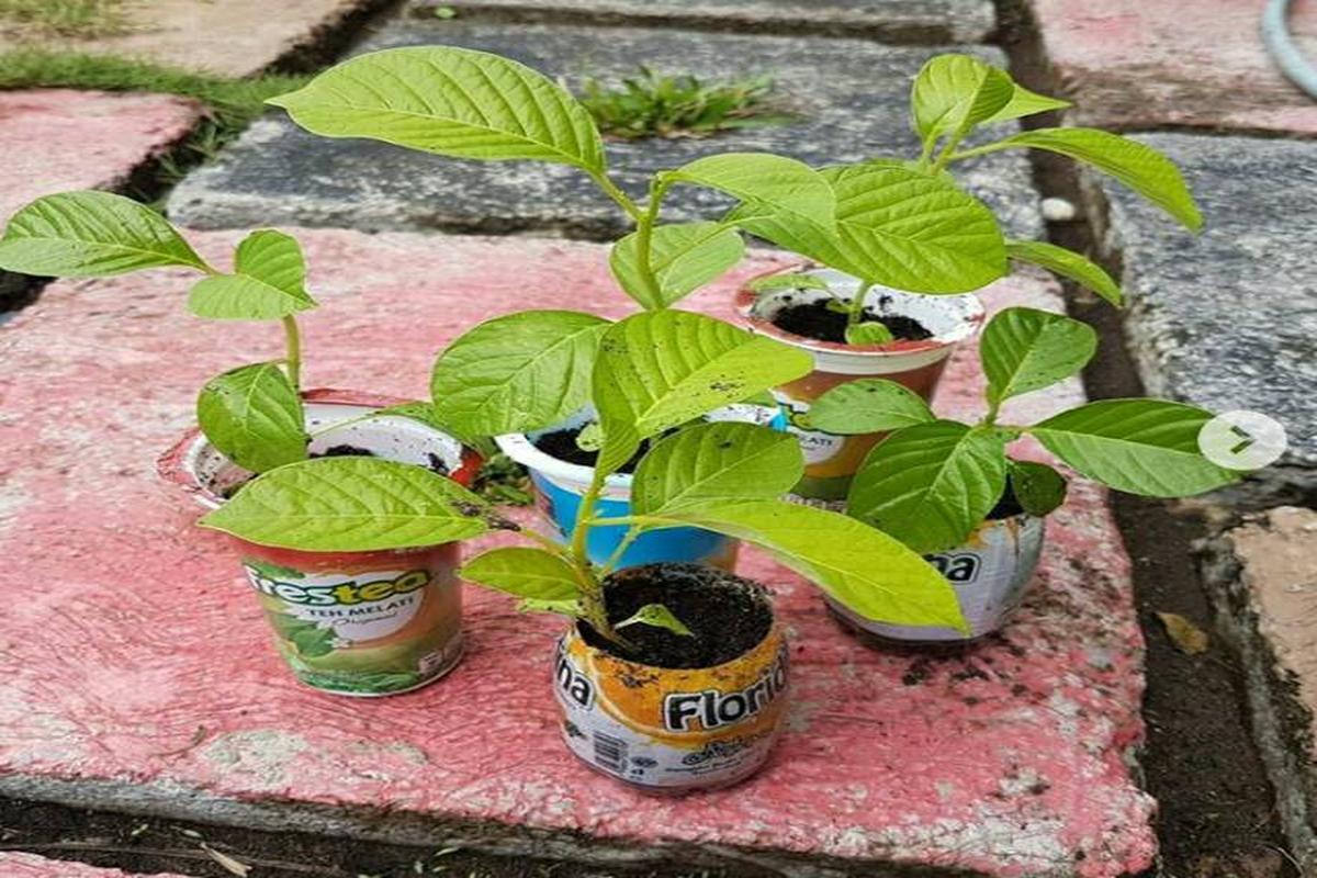 Manfaat Buah Erbis Untuk Kesehatan