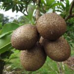 Manfaat Buah Gaharu