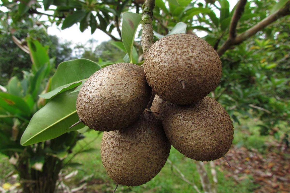 Manfaat Buah Gaharu