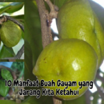 Manfaat Buah Gayam