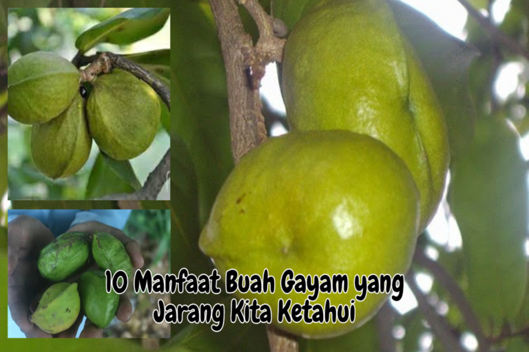Manfaat Buah Gayam