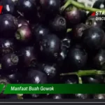 Manfaat Buah Gowok