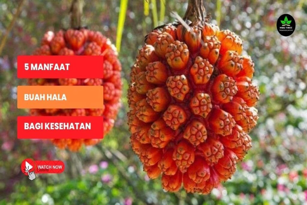 Manfaat Buah Hala