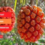 Manfaat Buah Hala